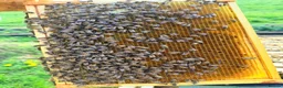 Mixed Breed invertebrates for sale: 6 Frame Overwintered National Nucleus of Bees 2027 - Advert 21