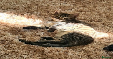 Maine Coon cats - Advert 13