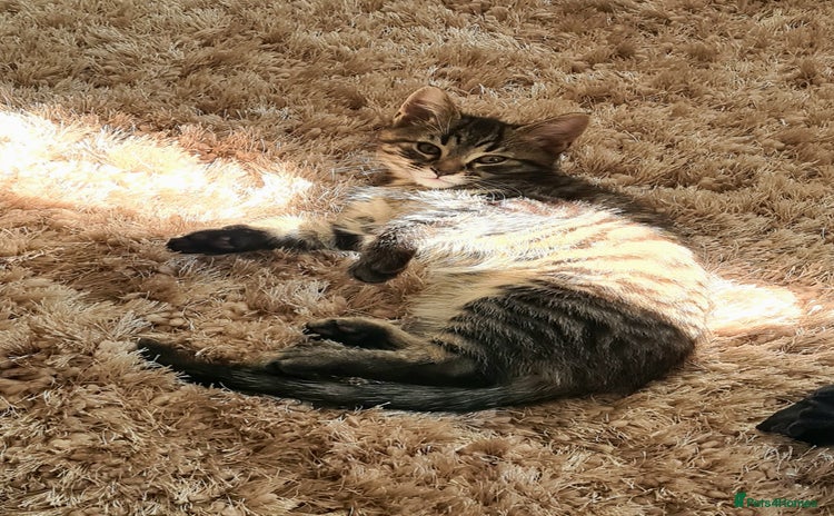 Maine Coon cats - Advert 10