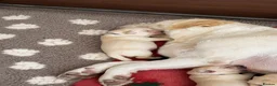 Labrador Retriever dogs for sale: Show bred Labrador puppies (parents health tested) - Advert 7