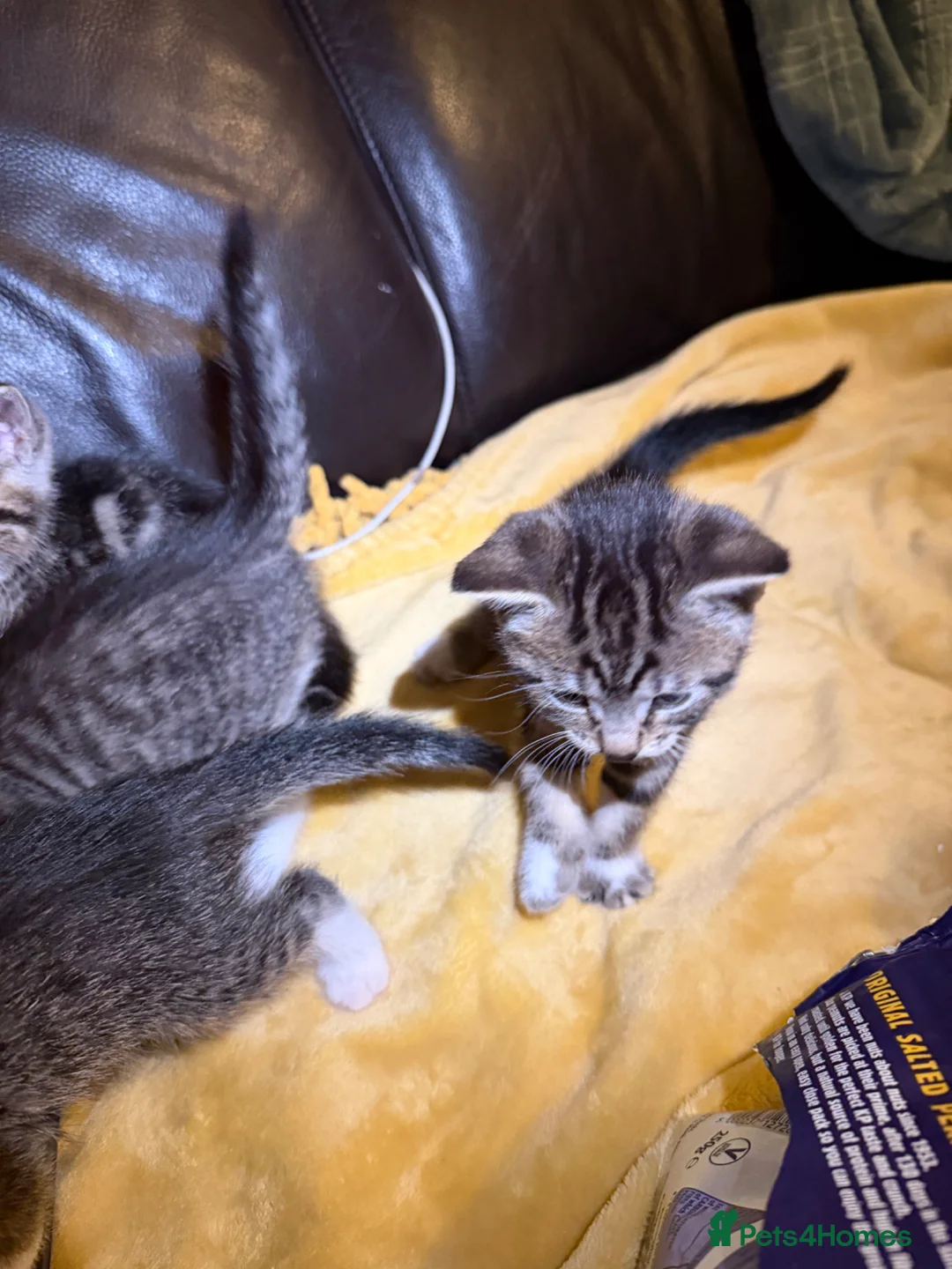 Mixed Breed cats for sale: Beautiful kittens for sale in Oldham - Advert 2