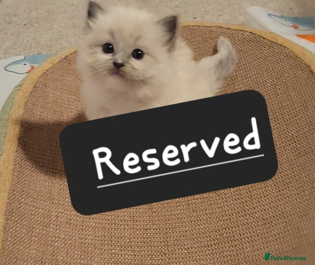 Ragdoll cats for sale: Ragdoll kittens - Advert 4