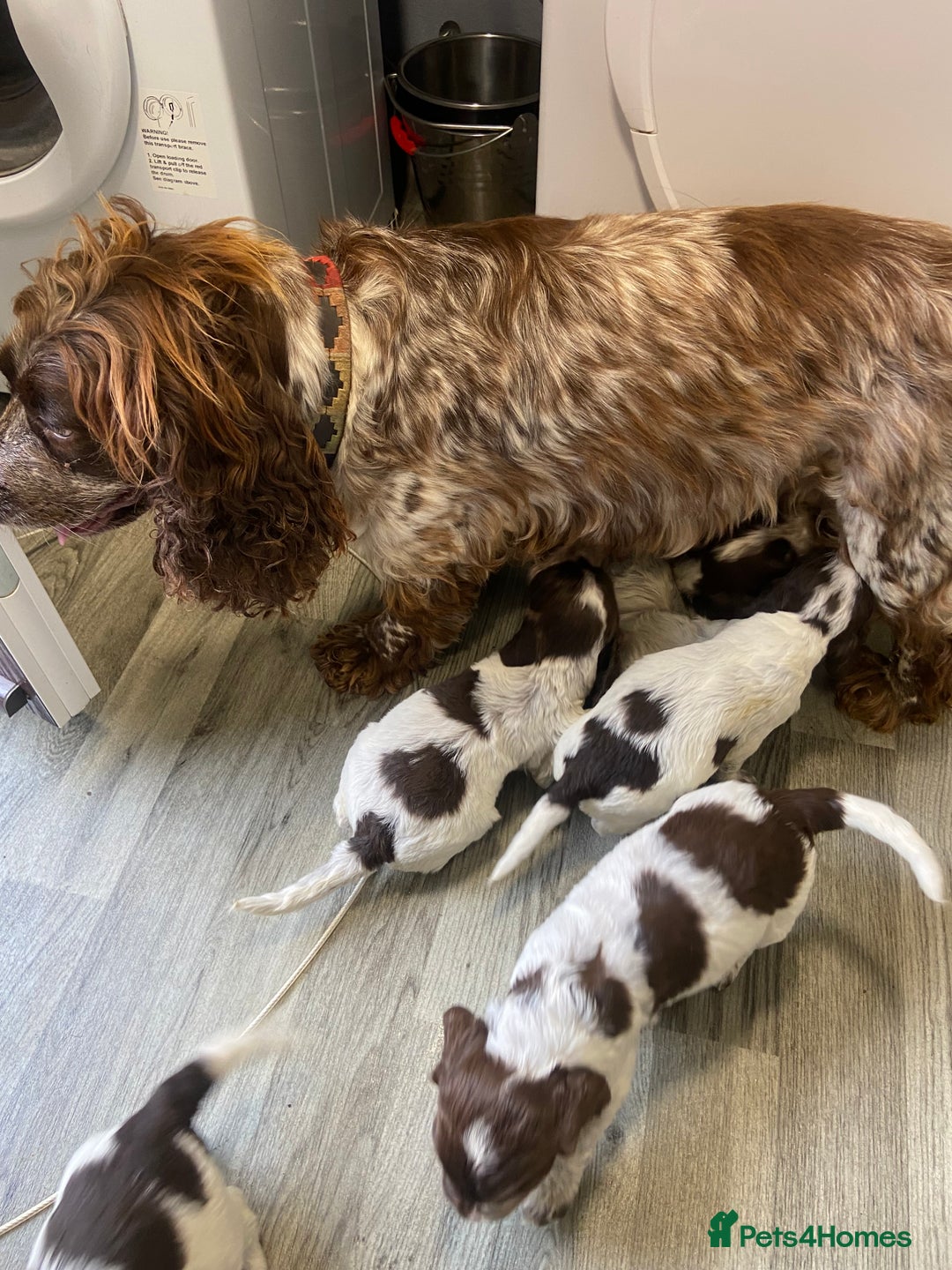 Cocker Spaniel dogs for sale: Cocker Spaniel - Image 6
