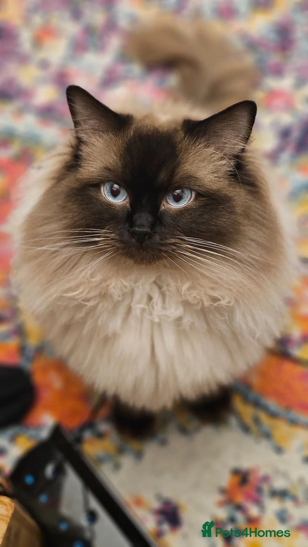 Ragdoll cats for sale: ✨️ GCCF Ragdoll male - Calm, Affectionate, 2y ✨ 🐾 - Advert 1