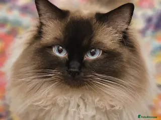 Ragdoll cats ✨️ GCCF Ragdoll male - Calm, Affectionate, 2y ✨ 🐾 - Advert 1