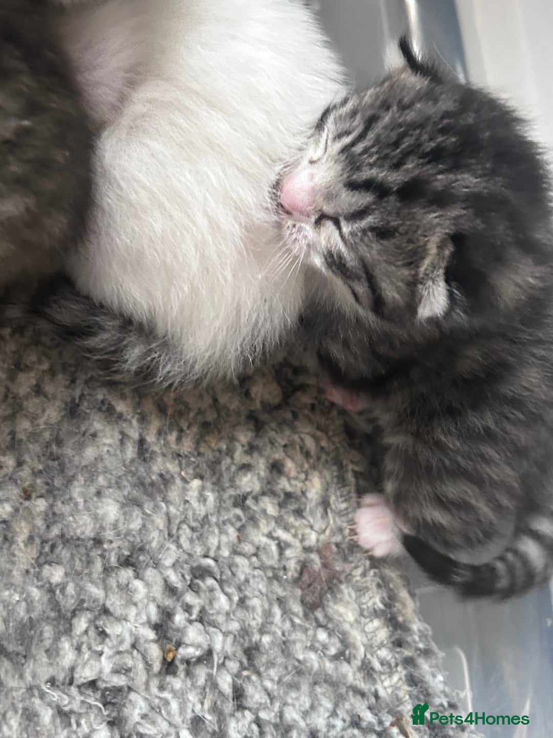 Mixed Breed cats for sale: Healthy, affectionate Kittens ready for  **  - Advert 11