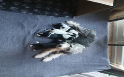 Mixed Breed dogs for sale: Springer spaniel x bearded collie female pups x2 - Image 15
