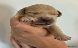 Golden Retriever dogs for sale: Outstanding, KC Champion Golden Retrievers 🐾🏆  in St. Neots - Image 23