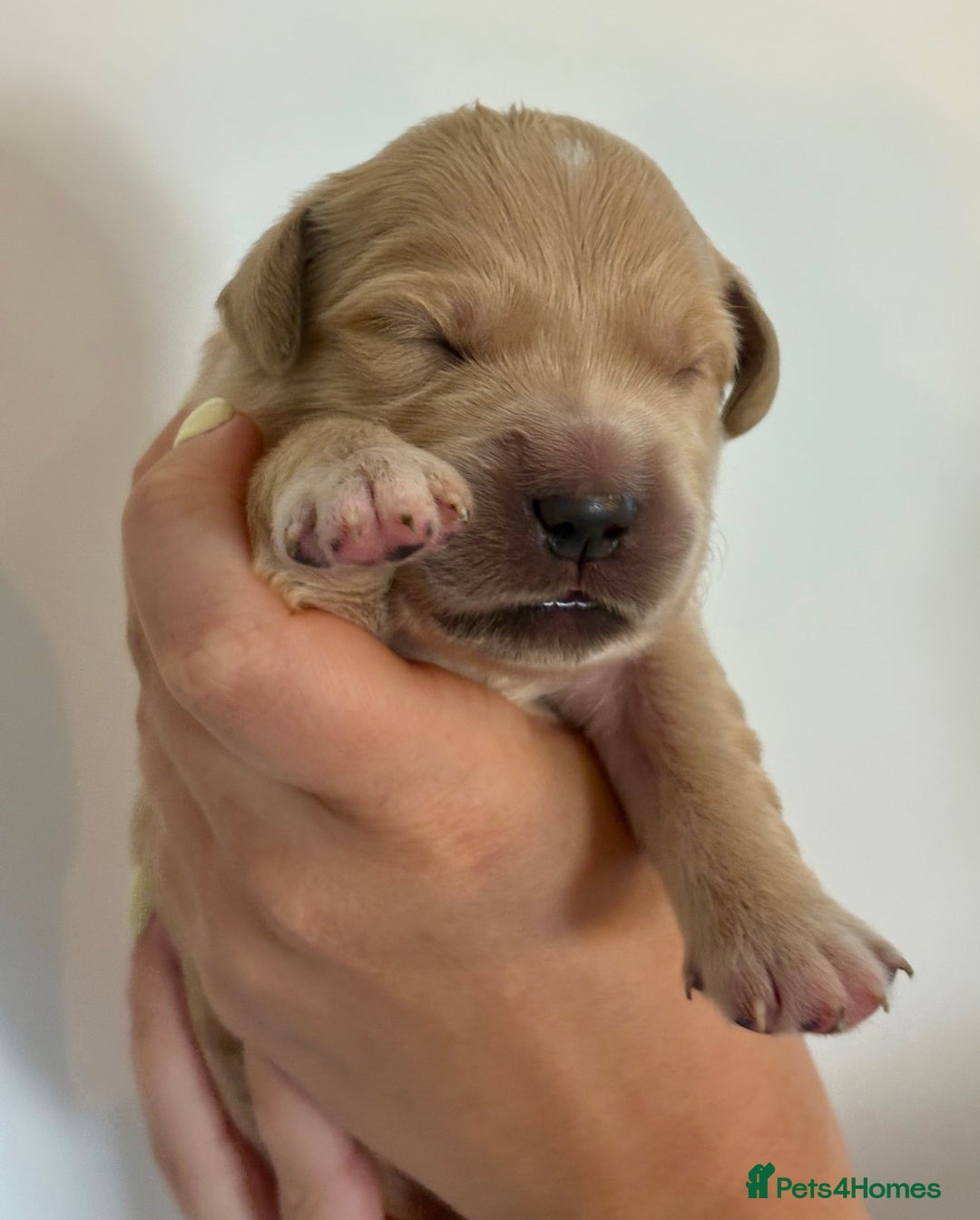 Golden Retriever dogs for sale: Outstanding, KC Champion Golden Retrievers 🐾🏆  in St. Neots - Image 23