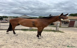 Irish Thoroughbred horses for sale: X3 super types with amazing temperaments  - Image 5