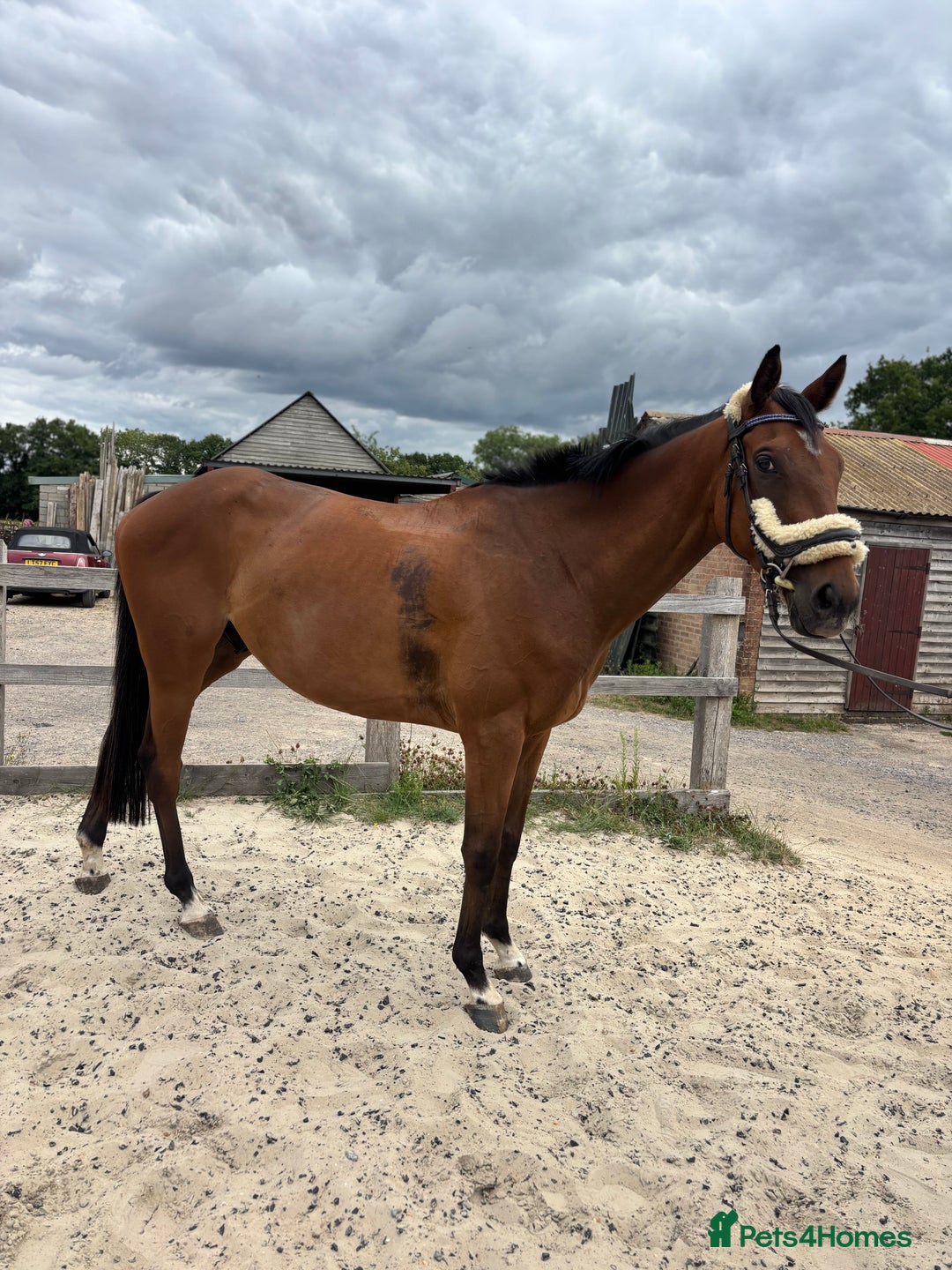 Irish Thoroughbred horses for sale: X3 super types with amazing temperaments  - Image 5