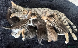Bengal cats for sale: Bengal cross kittens  - Image 1