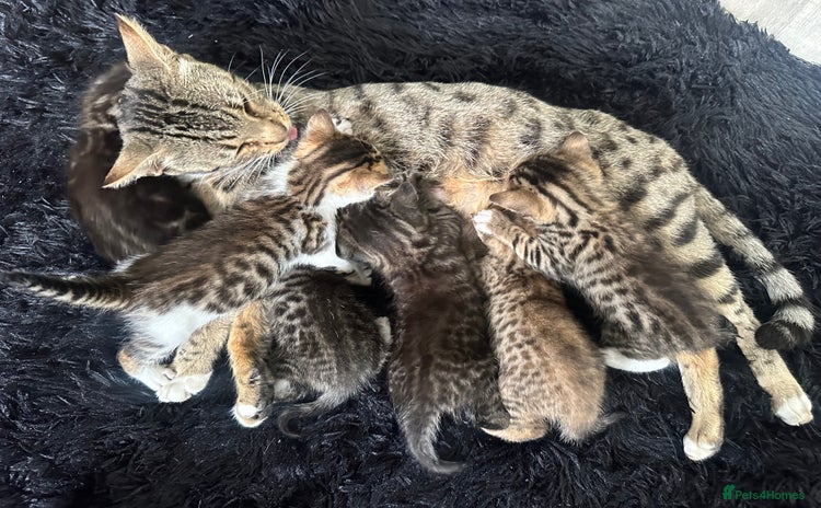 Bengal cats - Advert 4