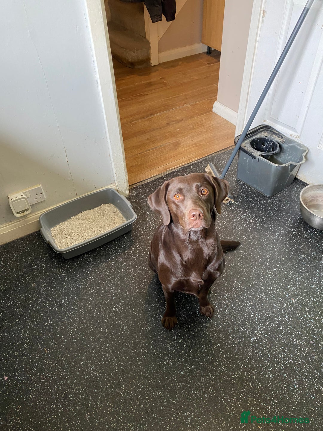 Labrador Retriever dogs for sale: Chocolate Labrador  - Image 3