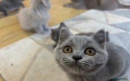 British Longhair cats for sale: 5 stunning British blues  - Image 10