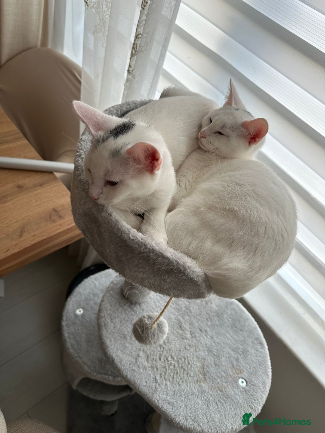 Asian cats for sale: White and asian - Advert 2