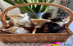 Persian cats for sale: Half Persian 3 Boys and 1 Girl  - Image 4