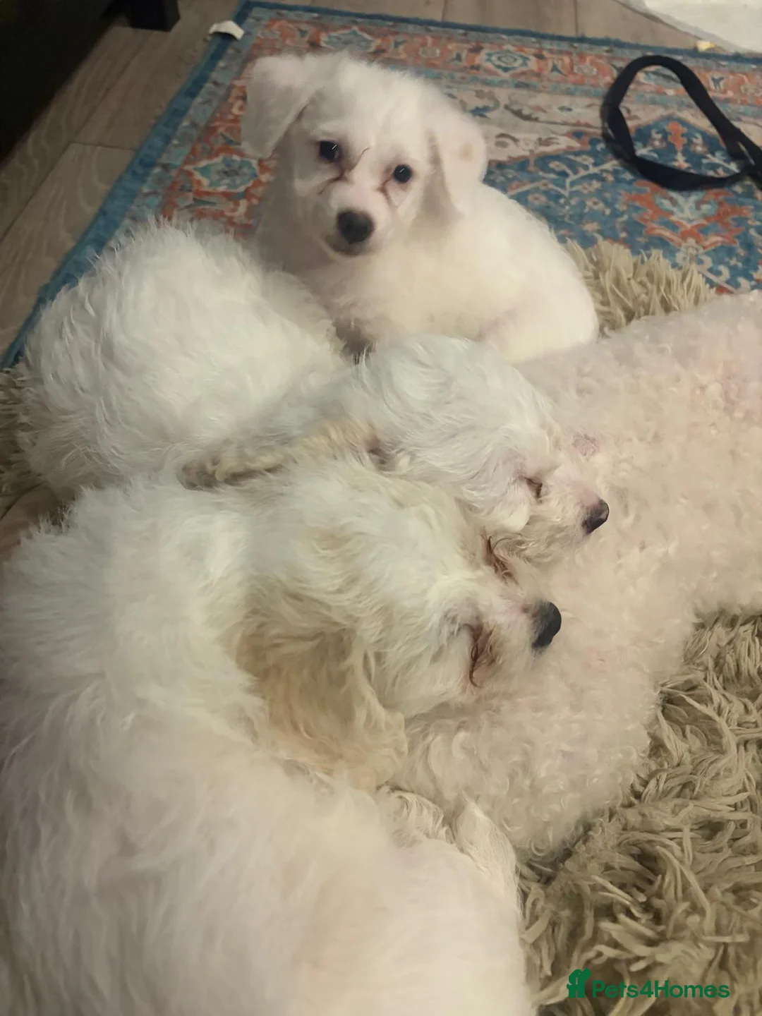 Bichon Frise dogs for sale:  Bichon Frisé Puppy – 2 Months Old – Ready Now! - Advert 2