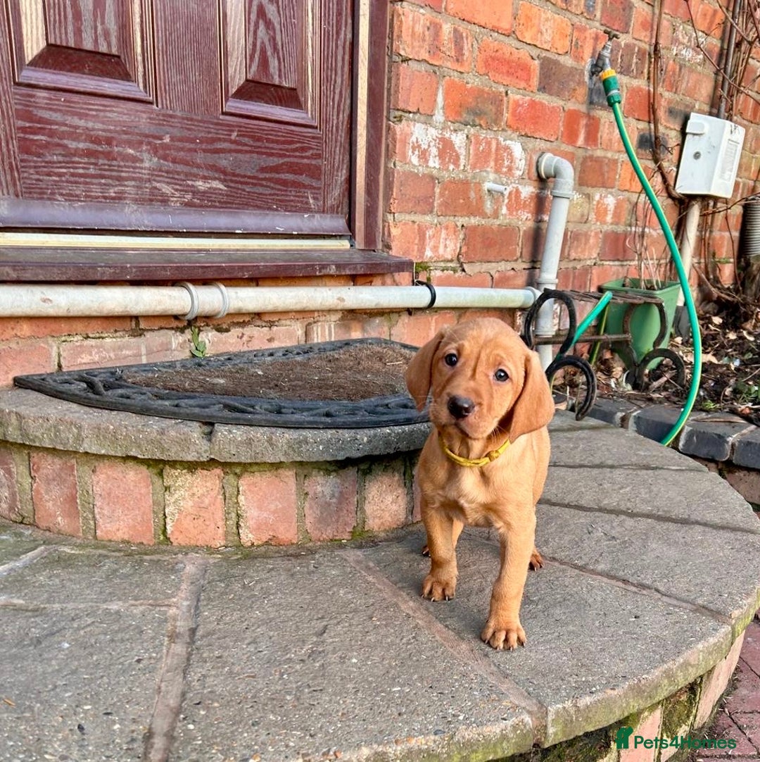 Mixed Breed dogs for sale: Stunning quality Vizslador puppies  - Advert 22