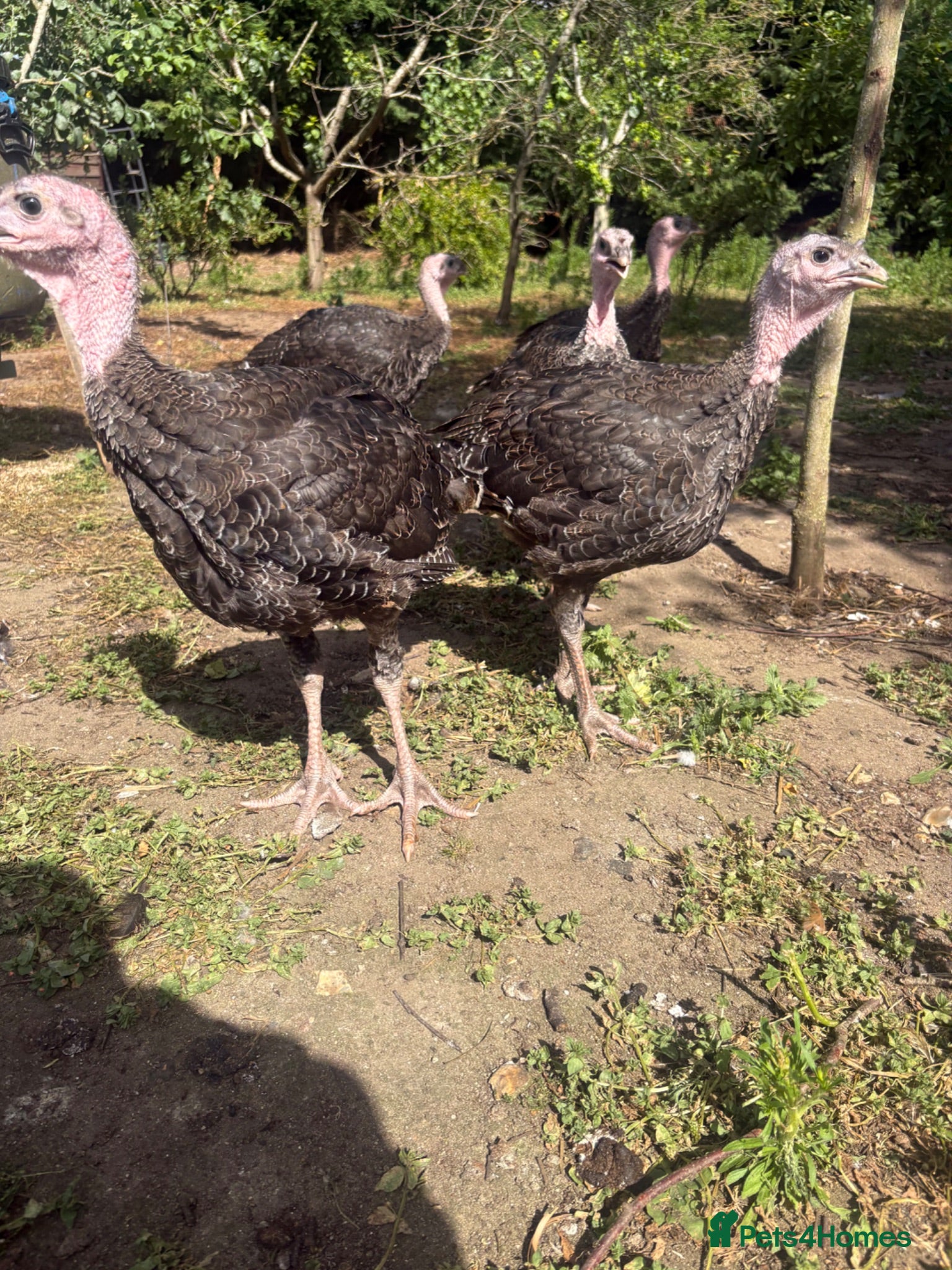Turkeys poultry Norfolk bronze turkey poults - Advert 11