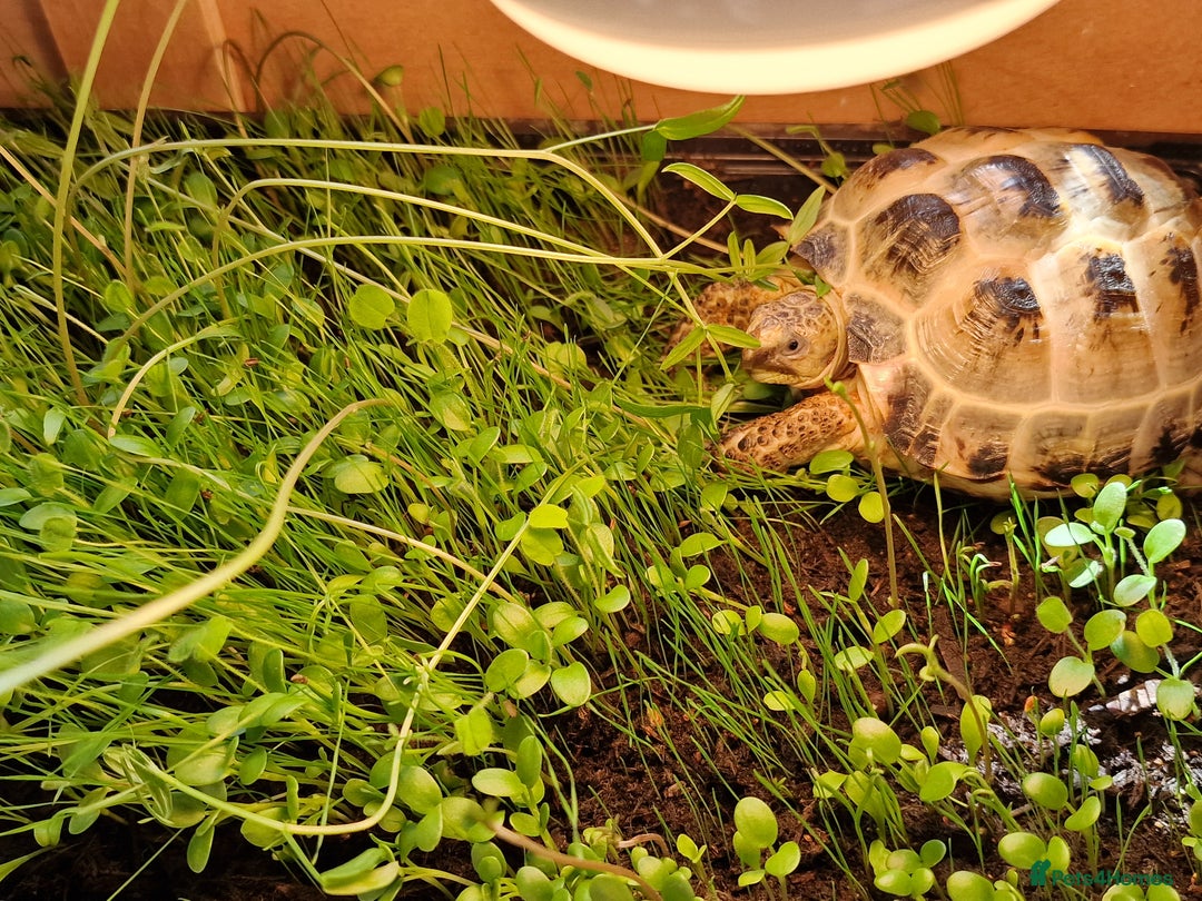 Tortoise reptiles for sale: Horsefield tortoise  - Image 3