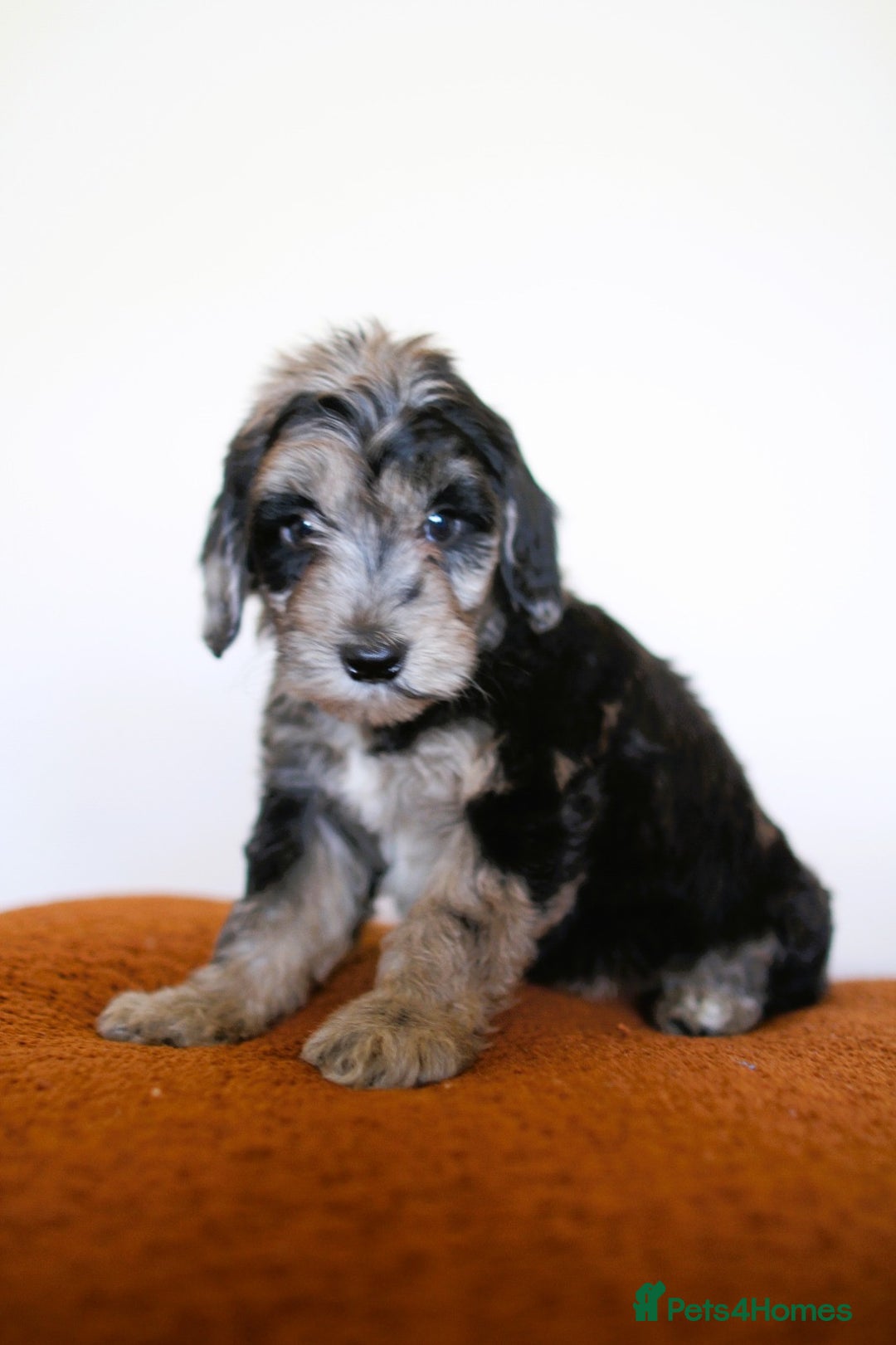 Cockapoo dogs for sale: F1 Merle cockapoos  - Image 4