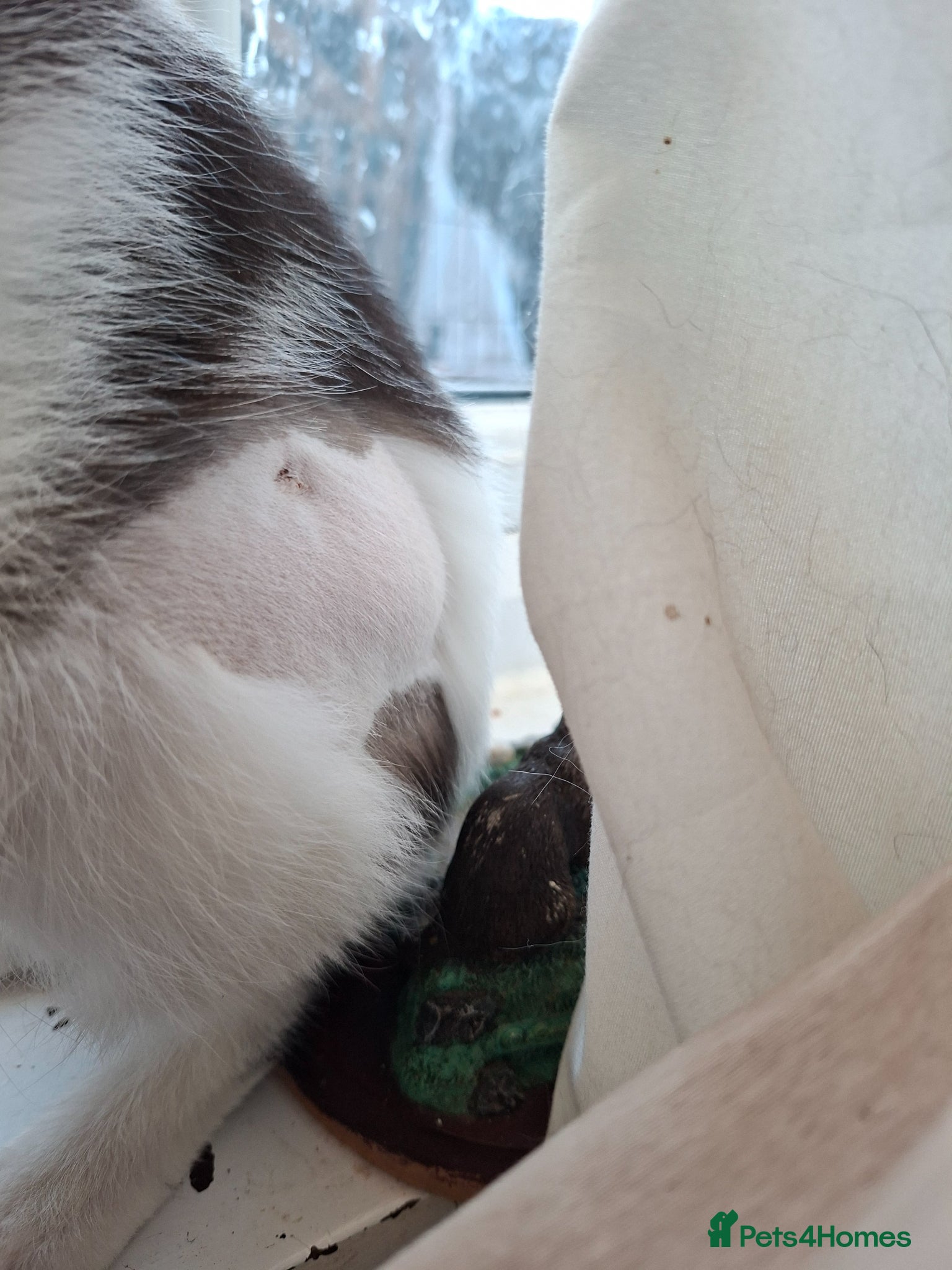 Mixed Breed cats Domeatic black and white cat  - Advert 1