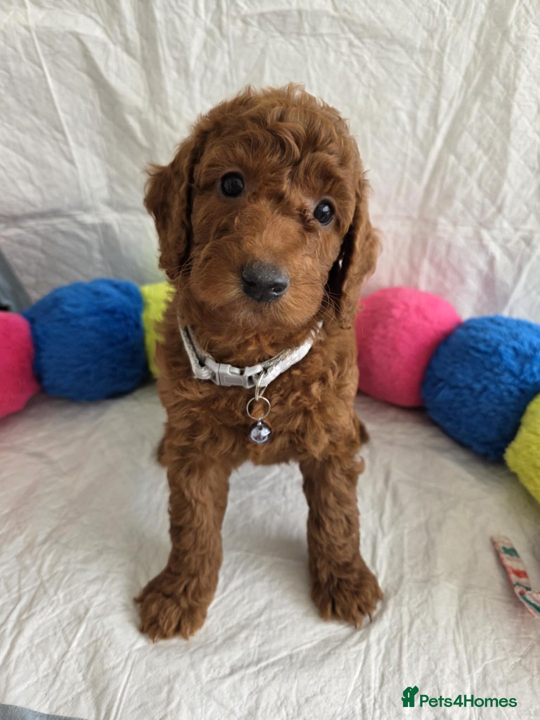 Goldendoodle dogs for sale: 👑Superb Rare Toy/Mini Deepest Red Goldendoodles👑 - Image 15
