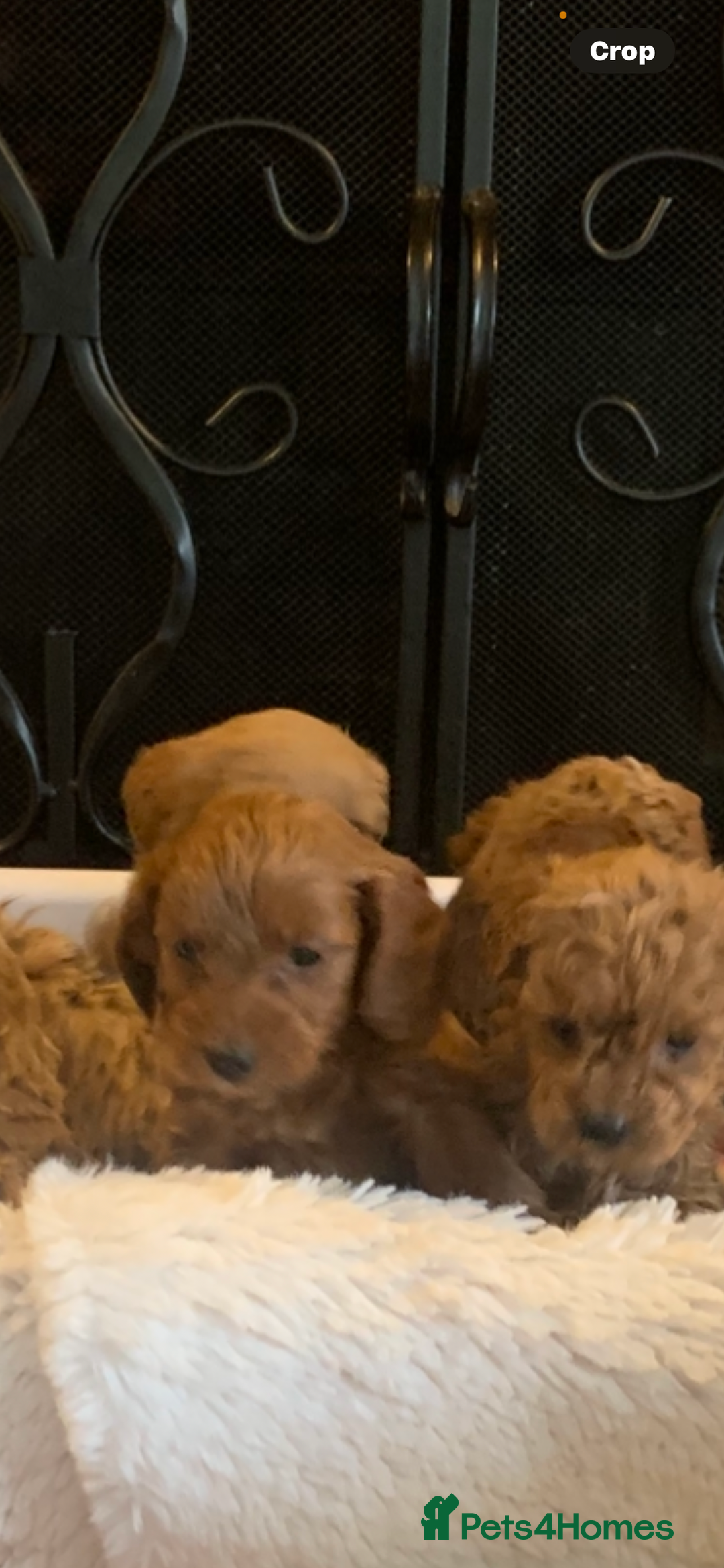 Cockapoo dogs for sale: F1b cockapoo  - Advert 16