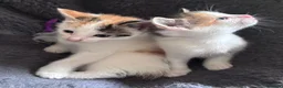 Mixed Breed cats for sale: Mainecoonx kittens  - Advert 13