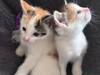 Mixed Breed cats Mainecoon cross babies ready now 7 left!🐈🐈⬛🐈 - Advert 1