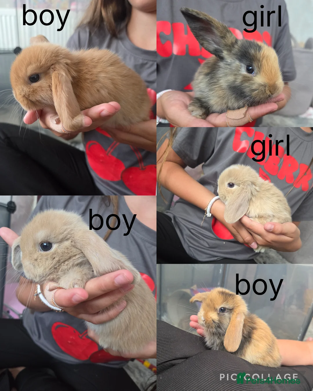 Mini Lop rabbits for sale: 5 Mini Lop bunnies ( 1 fawn boy left) - Advert 2