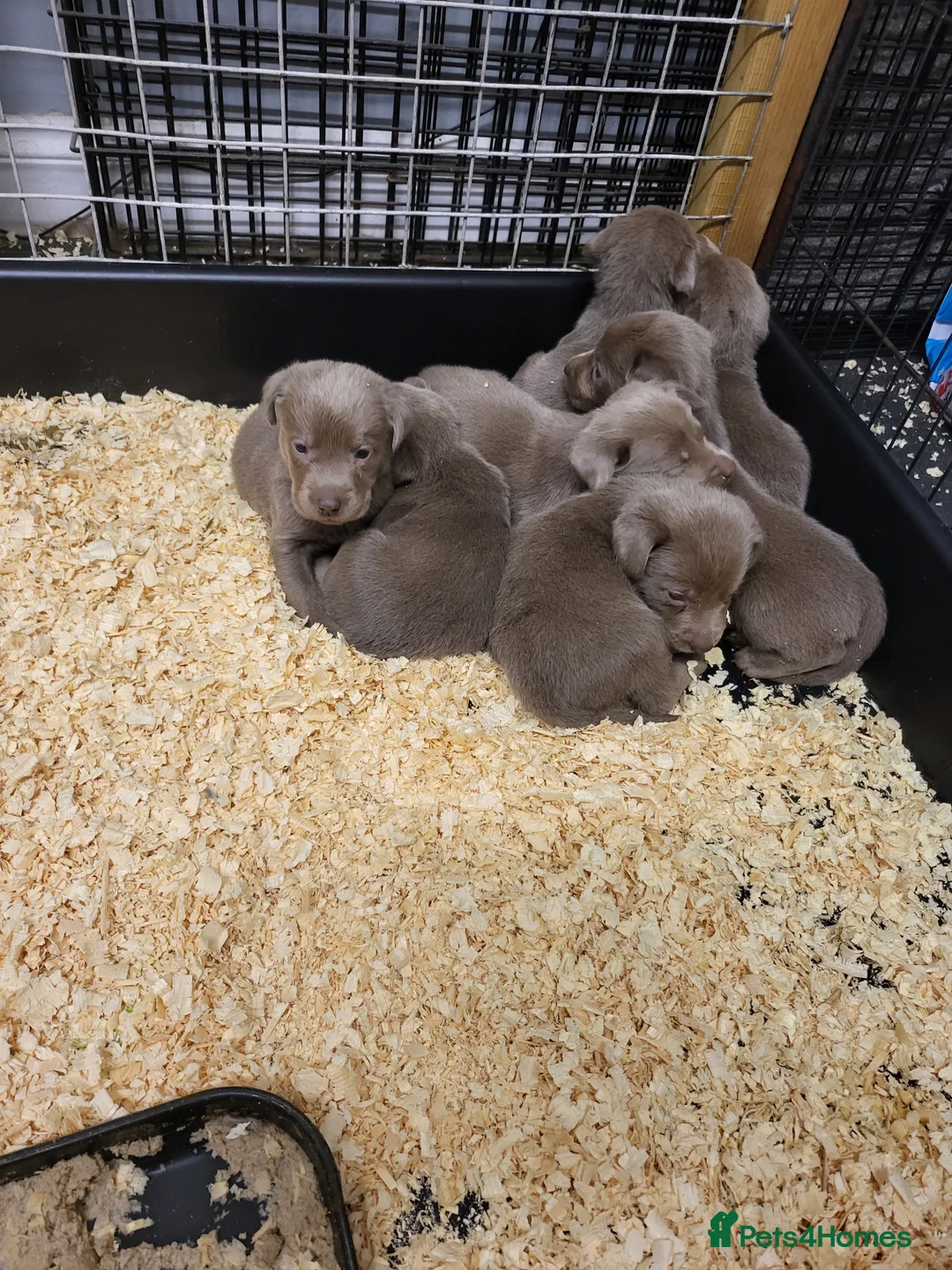 Labrador Retriever dogs for stud: Handsome silver labrador for stud  in Sunderland - Advert 9