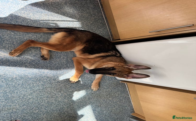 German Shepherd dogs - Advert 1