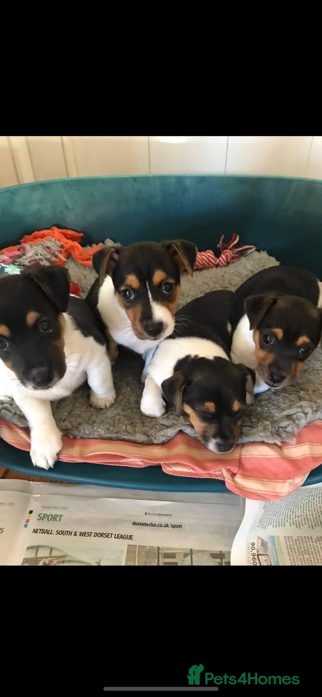 Jack Russell dogs for stud: Proven miniature Jack Russell stud in Winkleigh - Advert 19