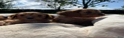 Cavapoo dogs for sale: Cavapoos🐶🥰 - Advert 7