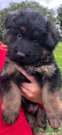 German Shepherd dogs - Advert 5