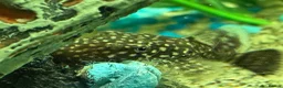 Plecos fish for sale: 65 baby pleco  in Preston - Advert 1