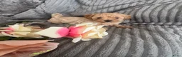 Maltipoo dogs for sale: Beautiful litter of red pups small cuteness❤️ - Advert 15
