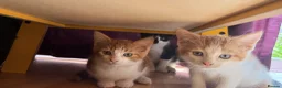 Mixed Breed cats for sale: 3 little males looking for a new home - Advert 3