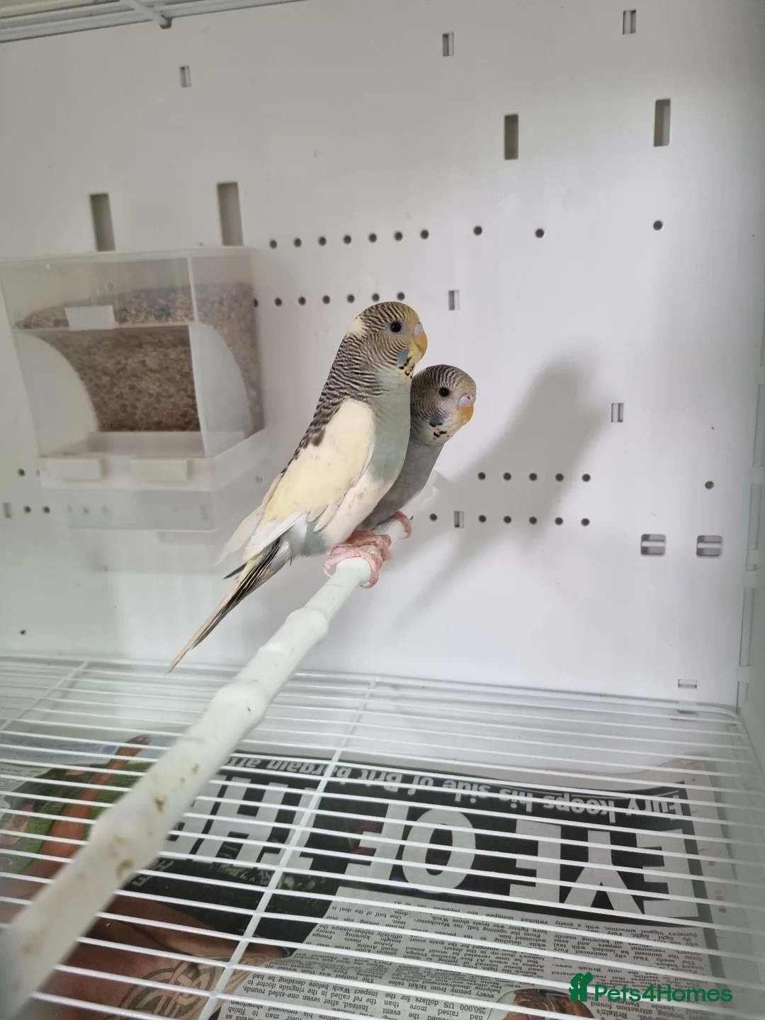 Budgerigars birds for sale: Baby Budgies for sale - Advert 3
