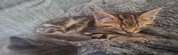 Mixed Breed cats for sale: 2 litters of 2 mommy in Preston - Advert 2