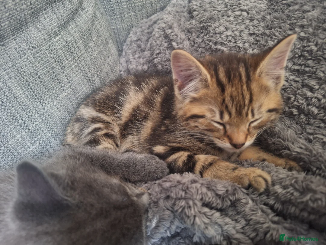 Mixed Breed cats for sale: 2 litters of 2 mommy in Preston - Advert 2