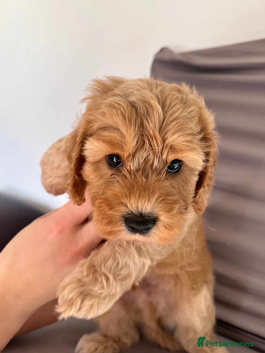 Cockapoo dogs for sale: Adorable Pappy Bread Cockapoo Puppies F2 - Image 35