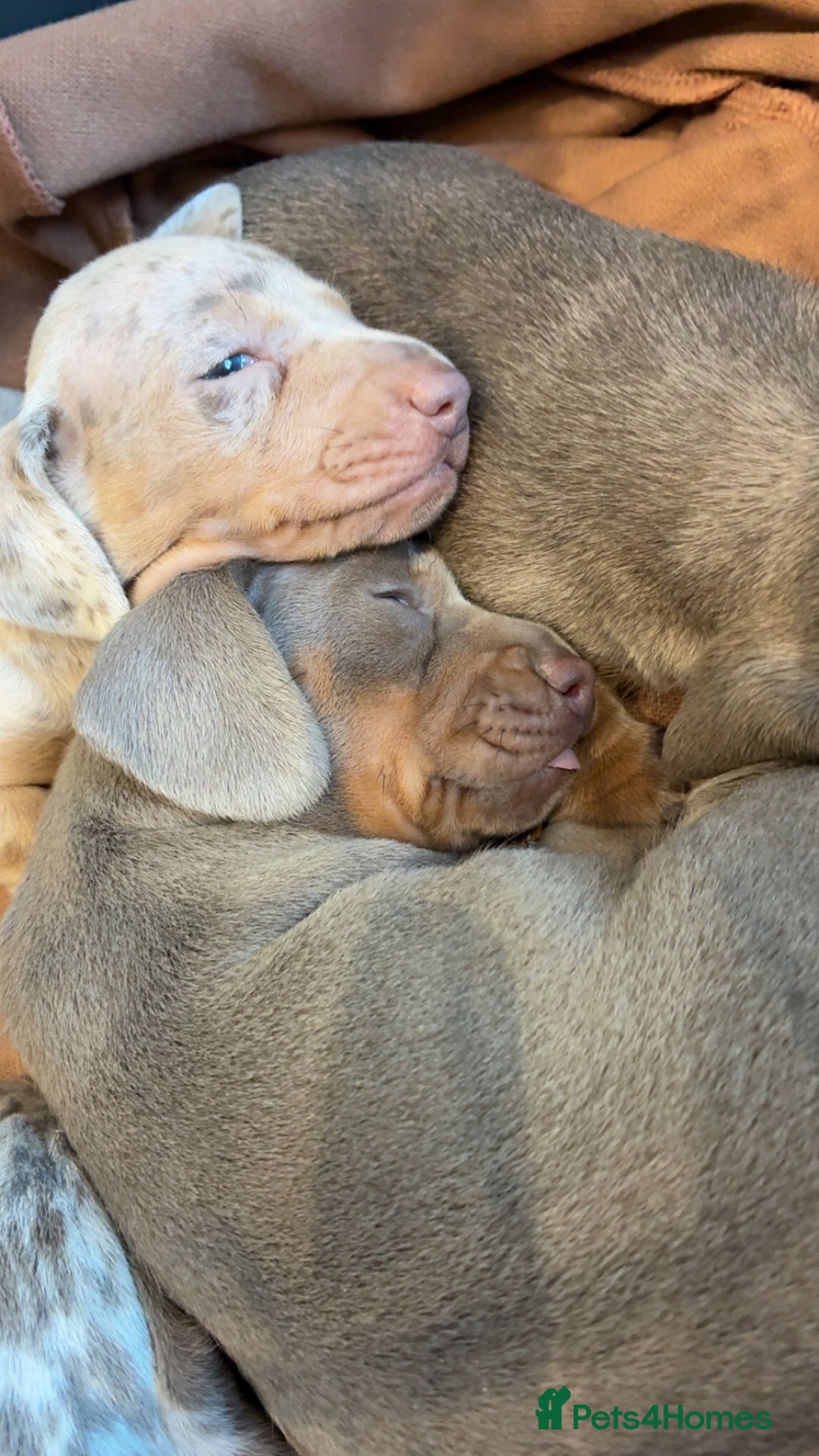 Miniature Dachshund dogs for sale: Beautiful litter of puppy’s  - Image 1