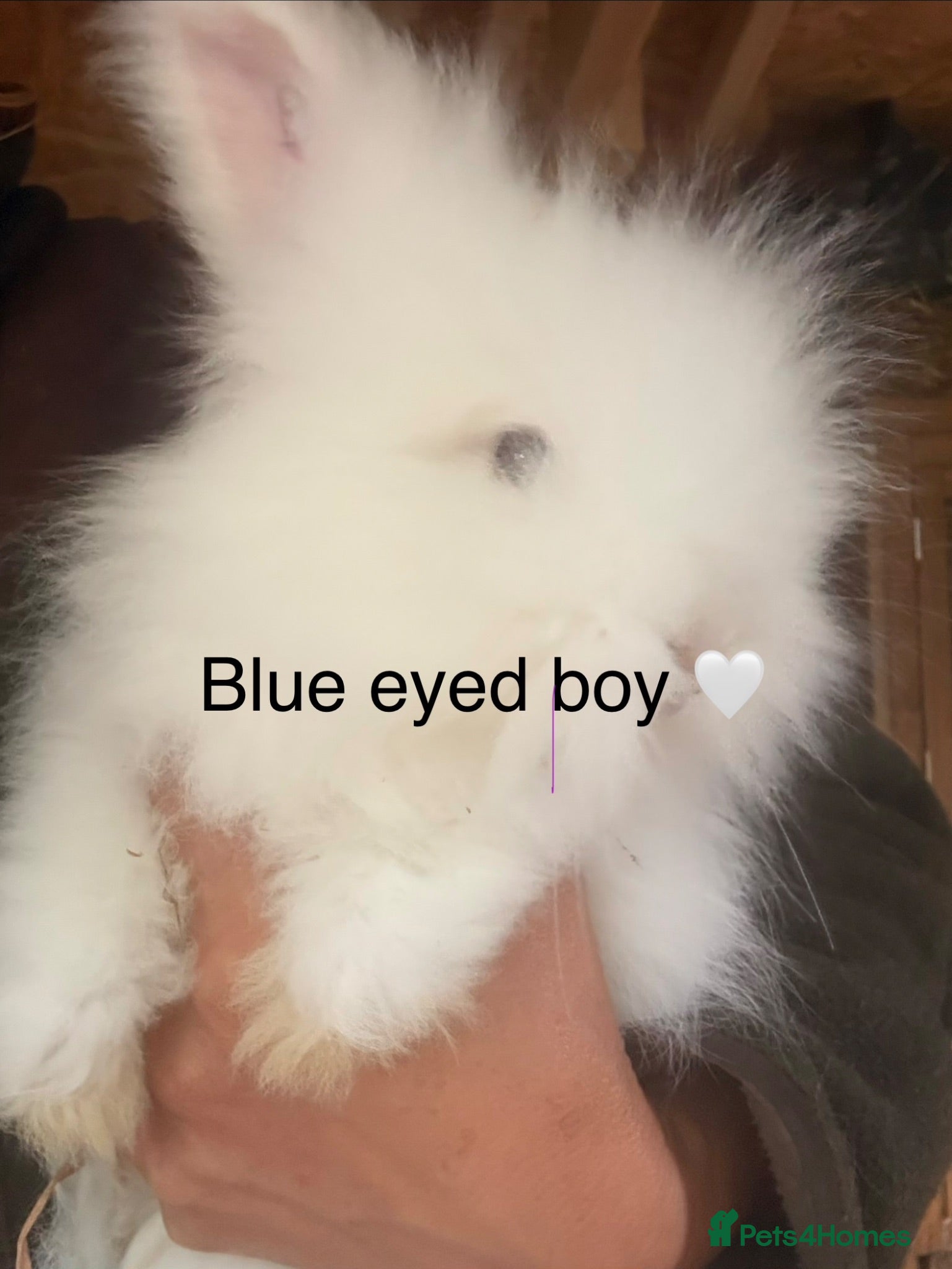 Angora rabbits Beautiful full faced Cream & white angora babies  - Advert 2