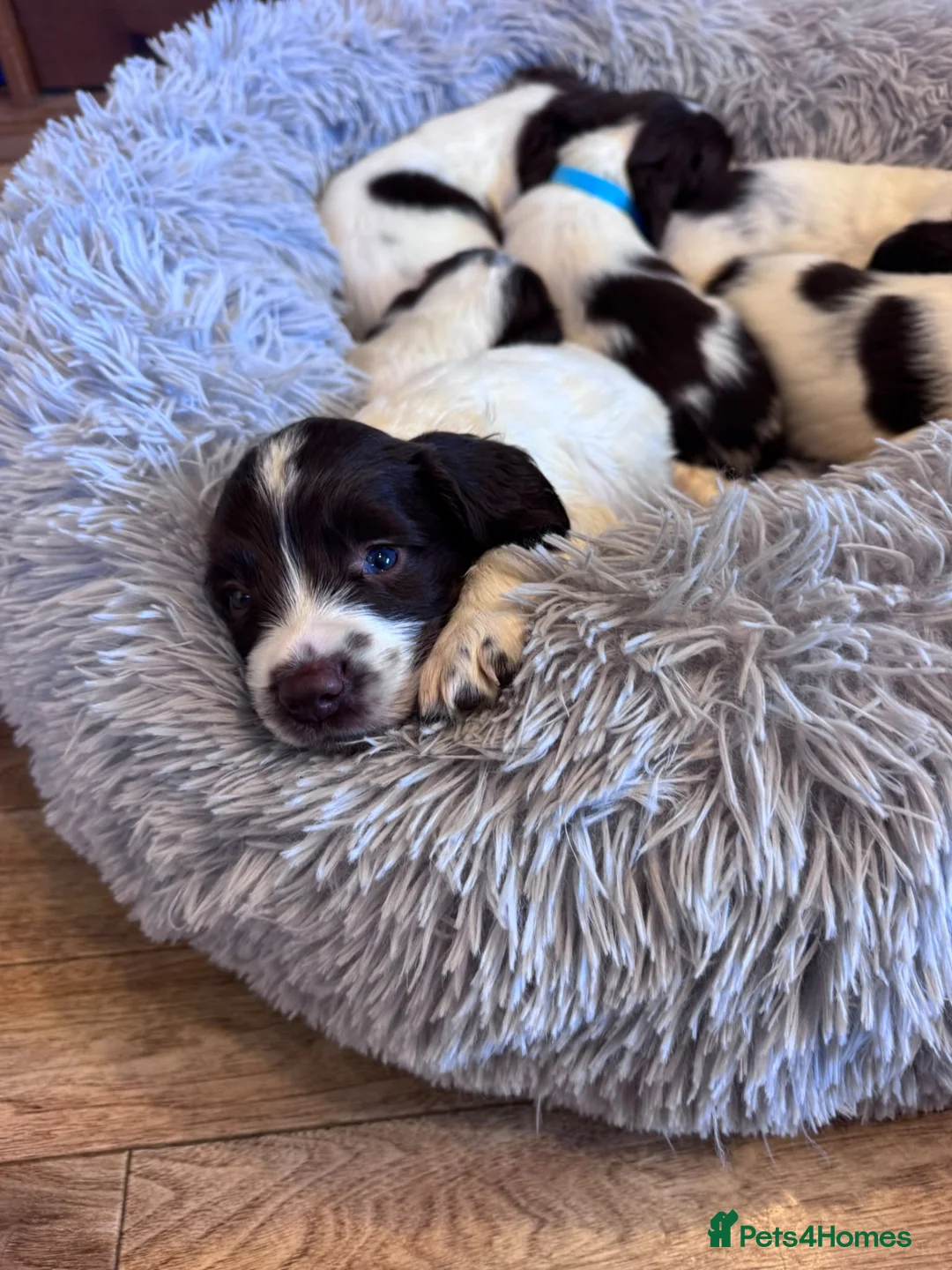 English Springer Spaniel dogs for sale: Beautiful Liver & White Springer Spaniel Puppies - Advert 2