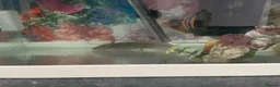 Axolotl reptiles for sale: Axolotl + Complete Setup For Sale (9 Months Old) - Advert 3