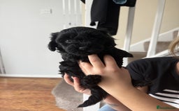 Mixed Breed dogs for sale: Beautiful havapoo’s READY TO GO 1 boy left - Advert 34