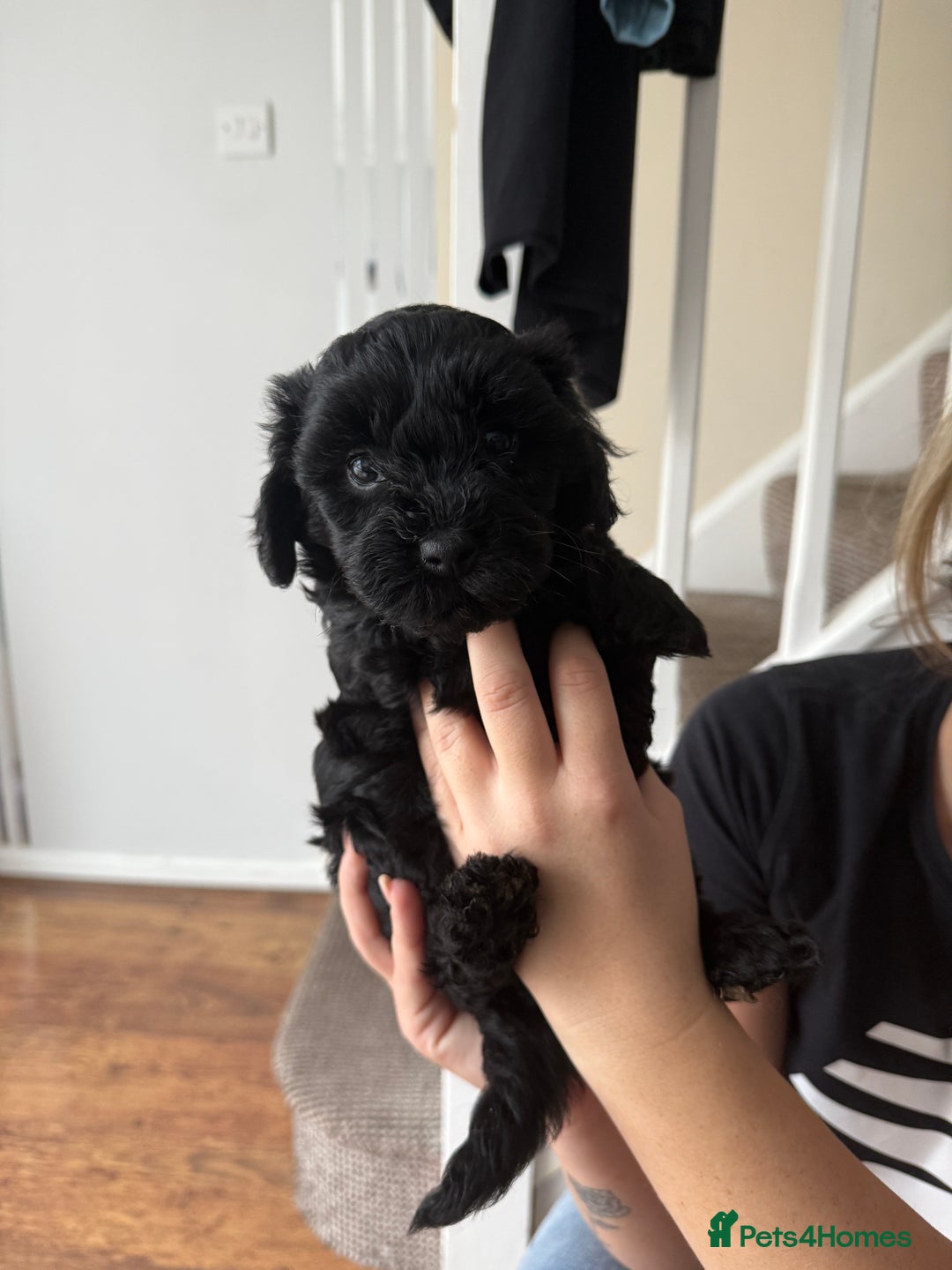 Mixed Breed dogs for sale: Beautiful havapoo’s READY TO GO 1 boy left - Advert 34